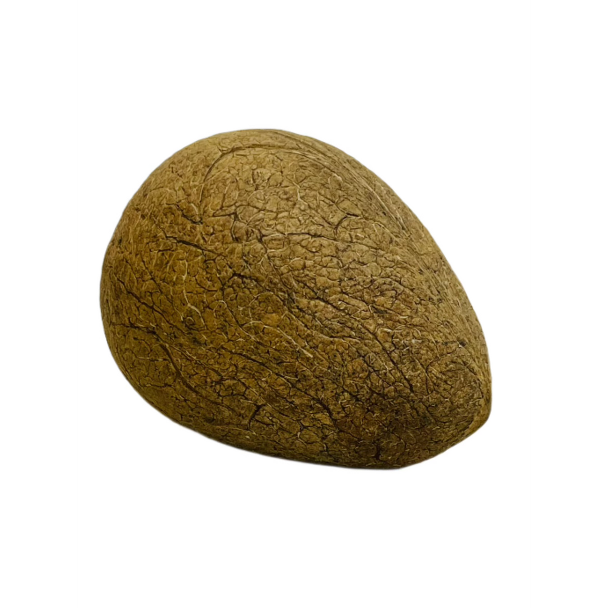 Dry Whole Coconut 1Pc