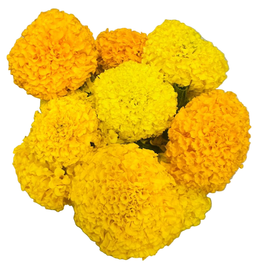 Fresh Sayapatri Phool Pack 100gm