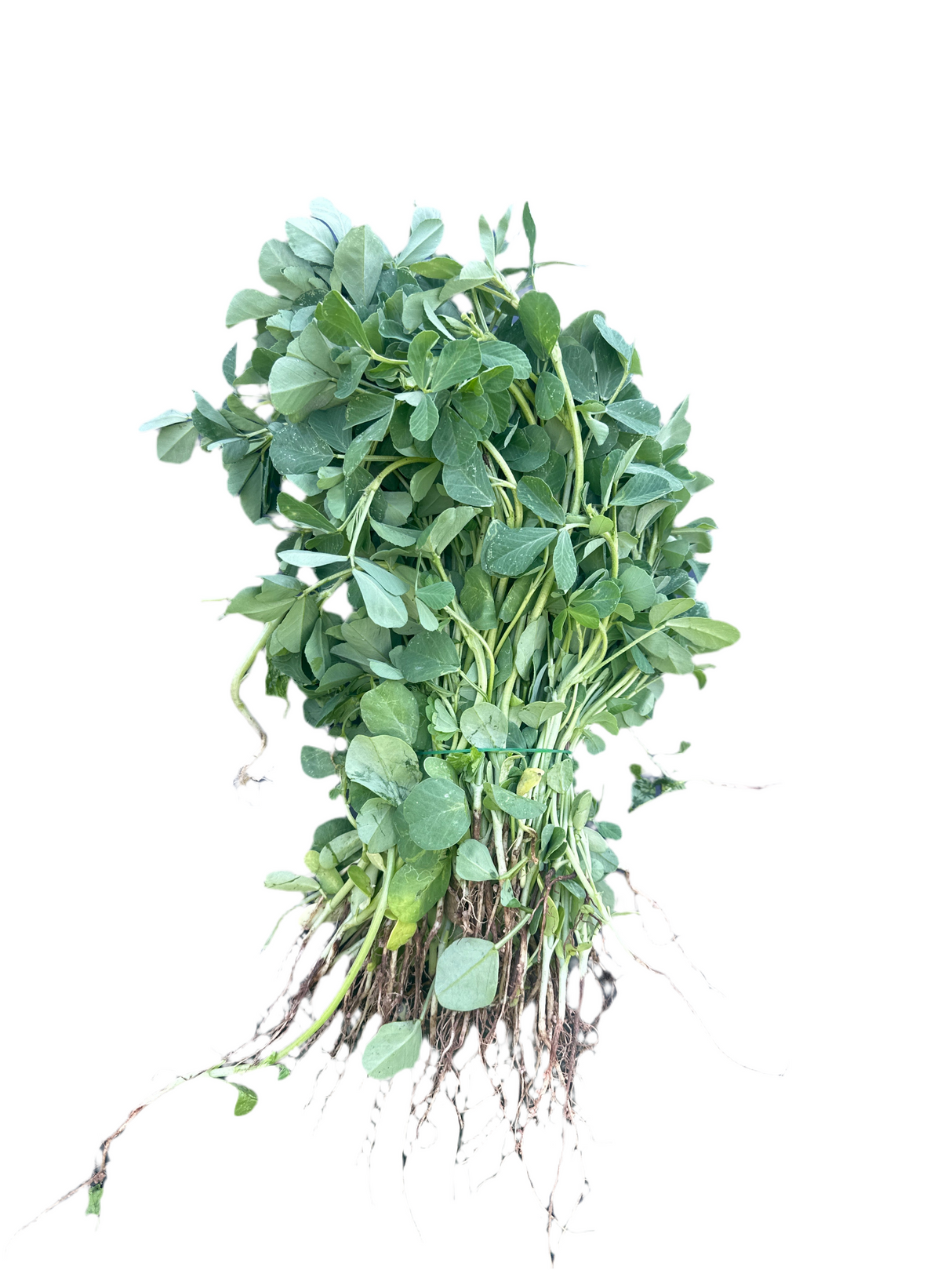 Methi ko Saag 1 Bunch