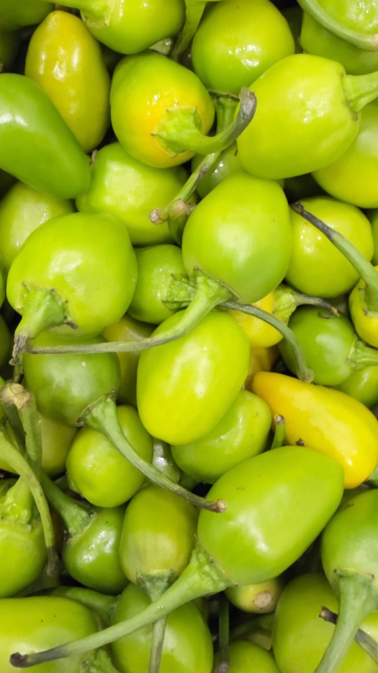 Akabare Dalle Khursani  Chilli 100gm