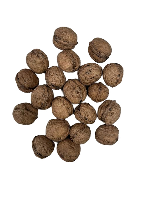 Walnut 20Pcs