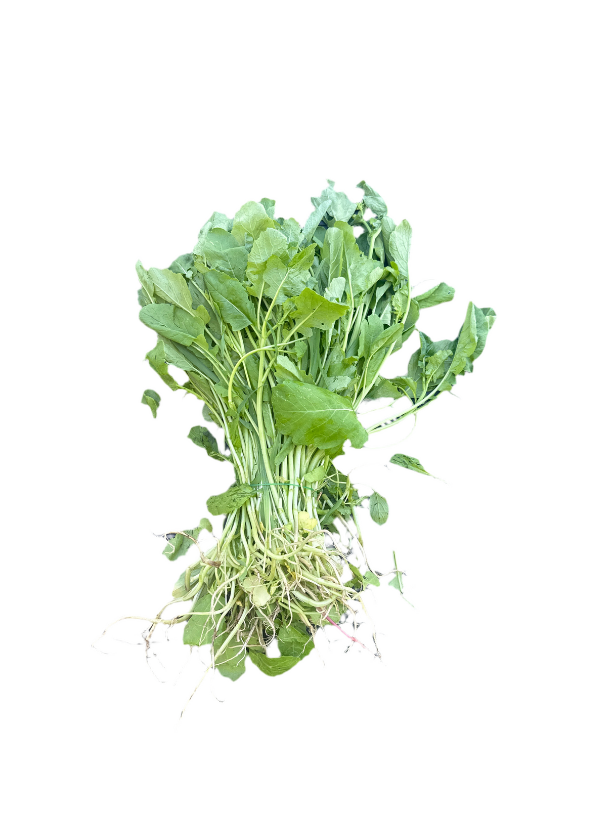 Tori ko Saag 1 Bunch