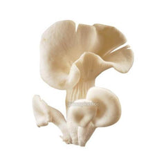 Oyster Mushroom 1 Pack
